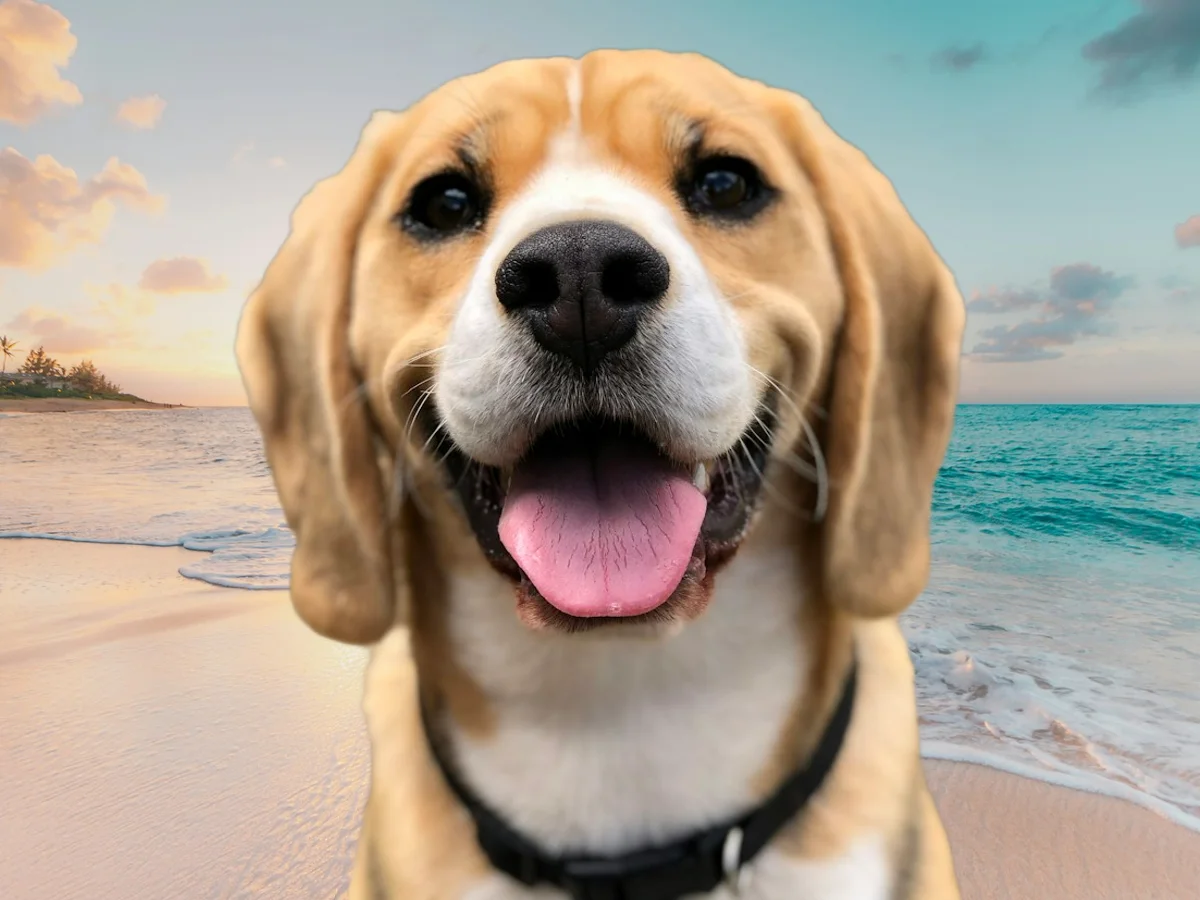 Chú chó beagle được chuyển từ lối đi trong công viên sang bãi biển nắng nhờ chỉnh sửa ảnh AI