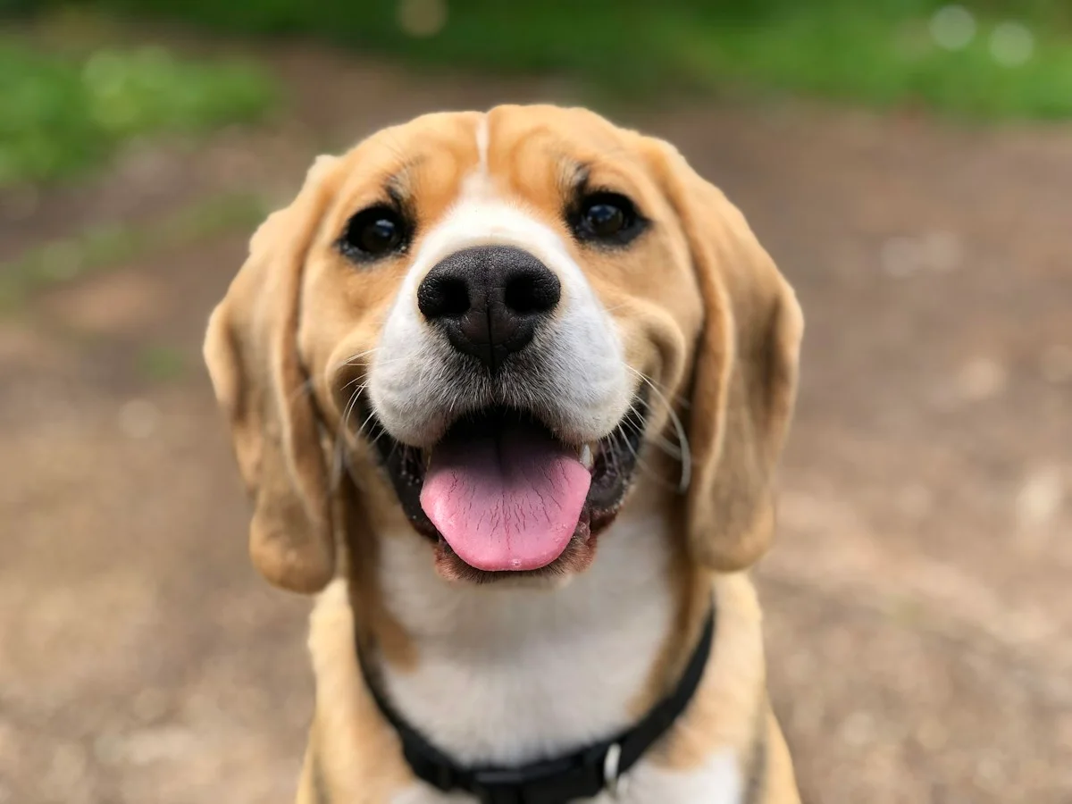 Trước: Chú chó beagle được chuyển từ lối đi trong công viên sang bãi biển nắng nhờ chỉnh sửa ảnh AI